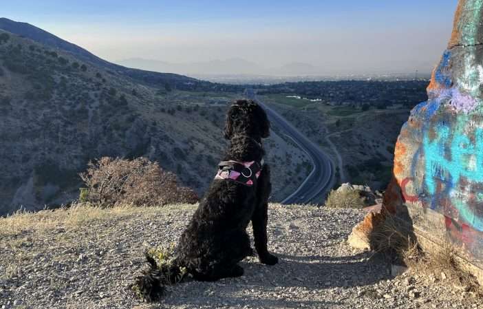 A Dog Walk/Hike/Run